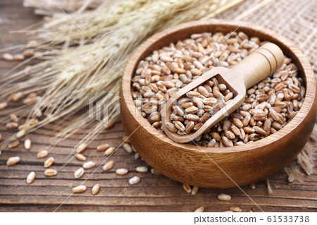 Wheat grains in wooden spoon on wheat ears plants background, selective focus, toned Wheat grains in wooden spoon on wheat ears plants background, selective focus, toned 61533738
