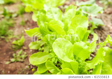 Agricultural field with green leaf lettuce salad 61533813