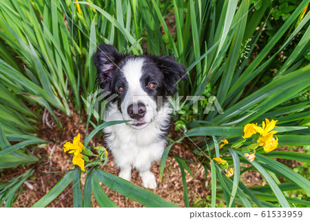 Funny outdoor portrait of cute smilling puppy dog 61533959