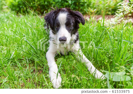 Funny outdoor portrait of cute smilling puppy dog 61533975