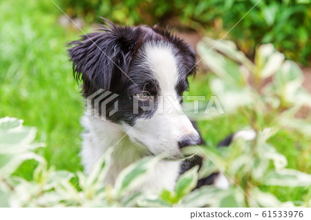 Funny outdoor portrait of cute smilling puppy dog Funny outdoor portrait of cute smilling puppy dog 61533976