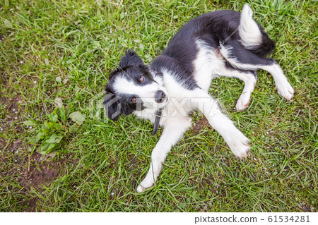Funny outdoor portrait of cute smilling puppy dog 61534281