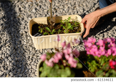 Winter gardening Winter gardening 61534611