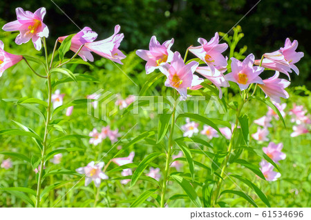 山谷的百合花 61534696