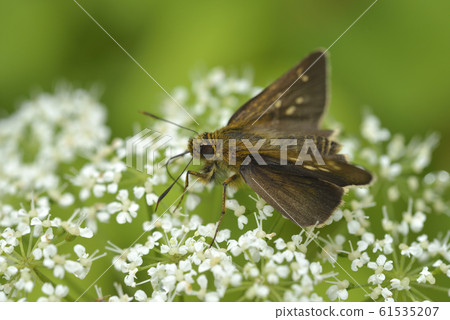 Ichimon dieselis 61535207