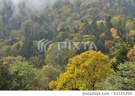 北海道森林的秋天 61535209