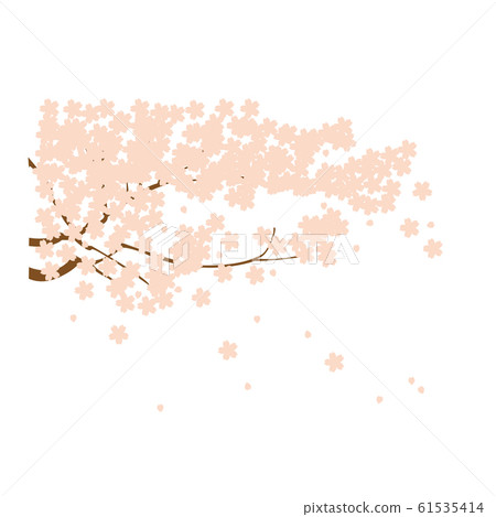 櫻桃樹 櫻桃樹 61535414