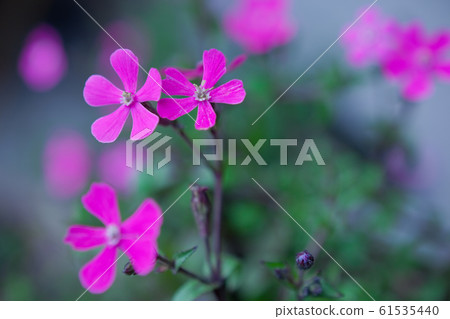 Cherry tree 61535440