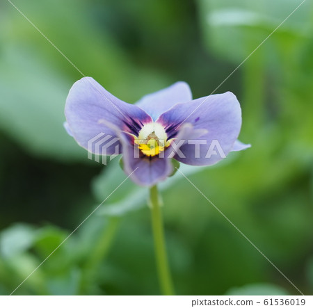 Pansy Pansy 61536019