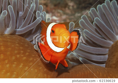 Clown Anemonefish, Amphiprion ocellaris 61536619