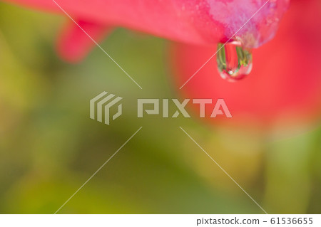 Water droplets Water droplets 61536655