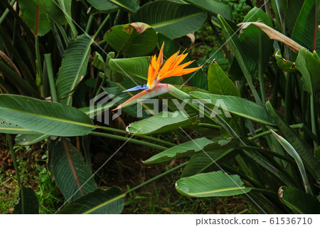 Crane Flower 61536710