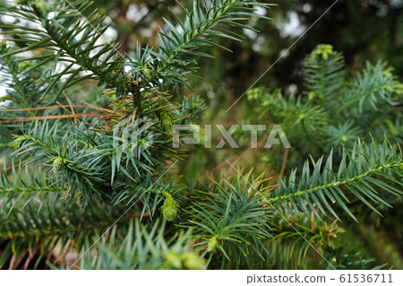 Pinaceae 61536711