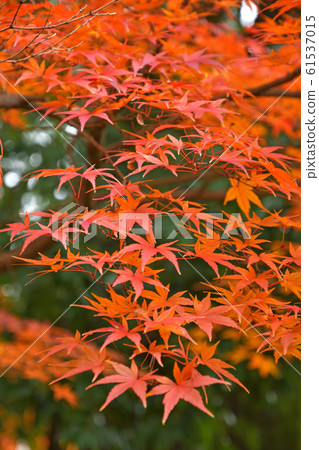 Kawagoe walk: Japanese maple leaves 61537015