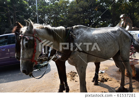 Close-up photo of a pretty horse riding a carriage parked on Kolkata Road in India Close-up photo of a pretty horse riding a carriage parked on Kolkata Road in India 61537281