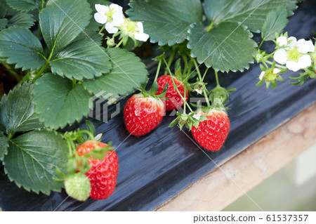 Strawberry Farm Experience 61537357