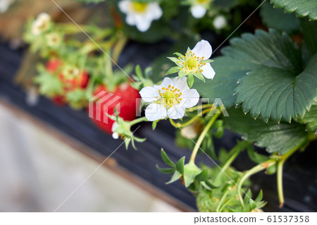 Strawberry Farm Experience 61537358