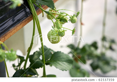 Strawberry Farm Experience 61537359