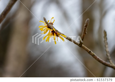 萬作花 3月 照片素材 圖片 圖庫