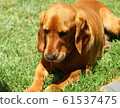 Cocker spaniel cross beagle laying on the grass in the sunshine.  61537475