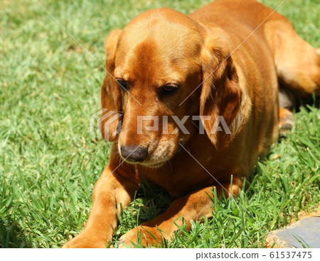 Cocker spaniel cross beagle laying on the grass in the sunshine.  61537475