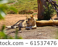 African Lions resting in the shade of a tree. 61537476