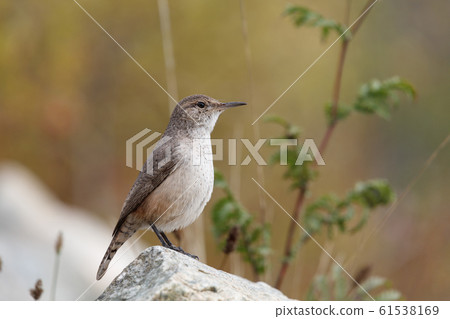 Rock Wren Rock Wren 61538169
