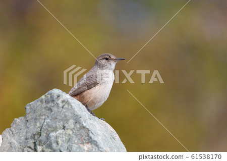 Rock Wren 61538170