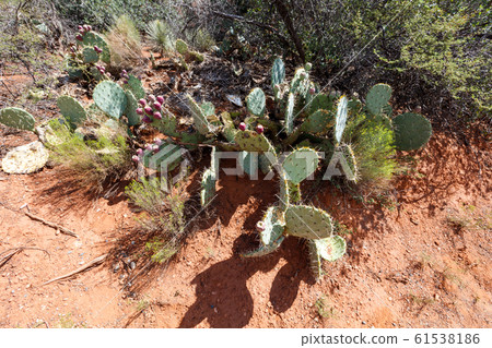prickly pears prickly pears 61538186