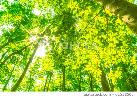 Fresh green and eco image Fresh green and eco image 61538503
