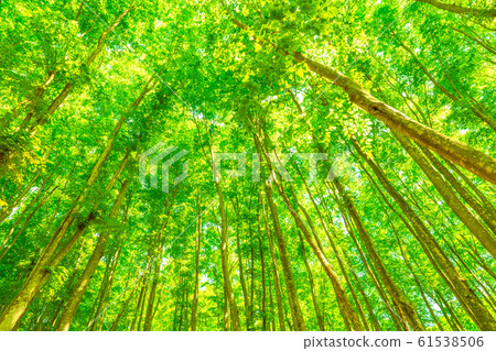 Fresh green and eco image 61538506