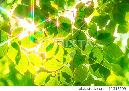 Fresh green and eco image 61538509