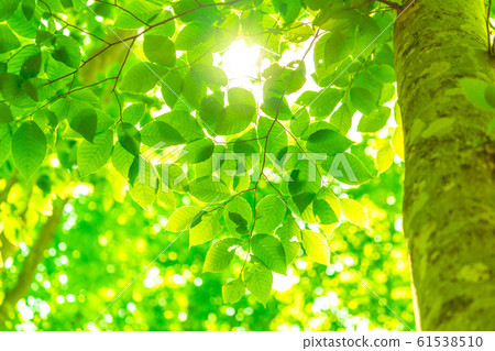 Fresh green and eco image 61538510