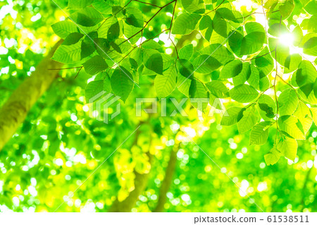 Fresh green and eco image 61538511
