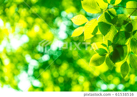 Fresh green and eco image Fresh green and eco image 61538516