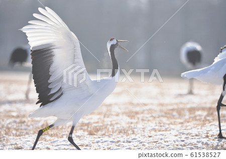 Dancing Tan Butterfly (Hokkaido · Tsurui) Dancing Tan Butterfly (Hokkaido · Tsurui) 61538527