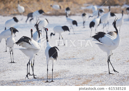 Japanese crane crowing in a flock (Tsurui, Hokkaido) Japanese crane crowing in a flock (Tsurui, Hokkaido) 61538528