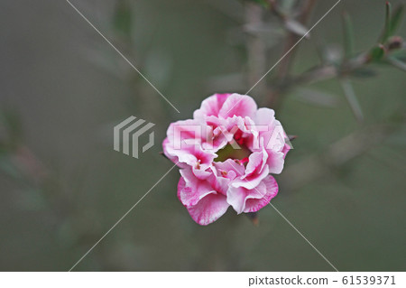 粉色銀杏花(八崎) 粉色銀杏花(八崎) 61539371