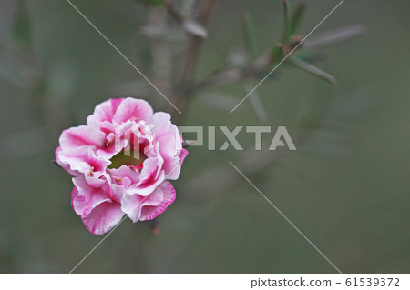 粉色銀杏花(八崎) 粉色銀杏花(八崎) 61539372