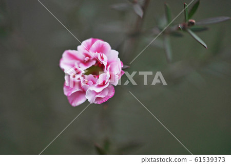 粉色銀杏花(八崎) 粉色銀杏花(八崎) 61539373