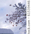 Snow on dogwood 61539446