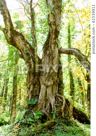 Ladies' big wigs Yamagata prefecture Ladies' big wigs Yamagata prefecture 61539911