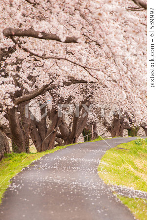 Japan's Top 100 Cherry Blossom Spots Shiroishi River Tsutsumi Ichimoku Senbon Sakura Japan's Top 100 Cherry Blossom Spots Shiroishi River Tsutsumi Ichimoku Senbon Sakura 61539992