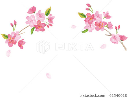 佐倉水彩背景例證 插圖素材 圖庫