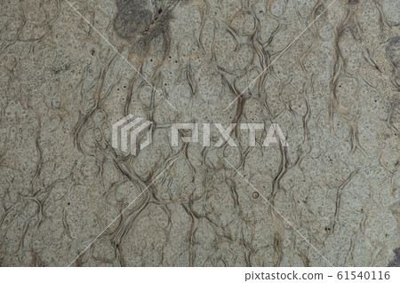 Nature white burl wood background texture, Exotic wooden beautiful with natural pattern Nature white burl wood background texture, Exotic wooden beautiful with natural pattern 61540116