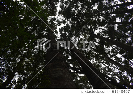 [Kauri Park] Kauri Park-Nature 61540407