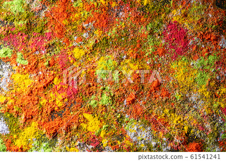 Holi festival celebration. Traditional Indian Holi Holi festival celebration. Traditional Indian Holi 61541241