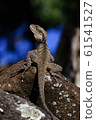 Eastern water dragon (Intellagama lesueurii) soaking up the sun on a rock.  61541527
