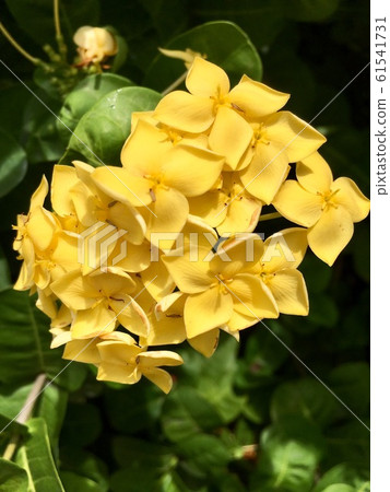 Yellow Santan  fresh flower 61541731