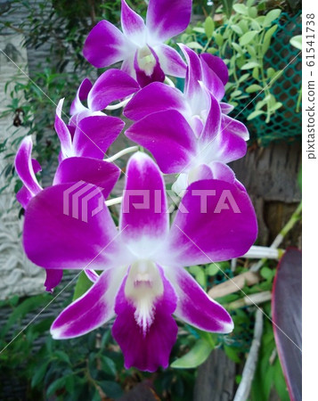 Fresh purple orchid flower 61541738